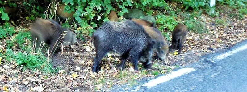 Liguria Denuncia in caso di incidente provocato da animali selvatici