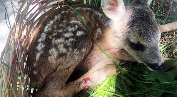 Soccorso un piccolo capriolo a Mioglia, appello Enpa agli agricoltori