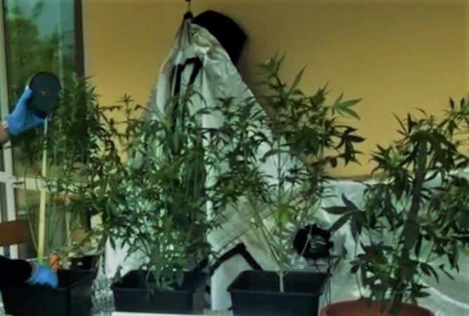 48enne di Quiliano coltiva marijuana sul balcone, denunciato