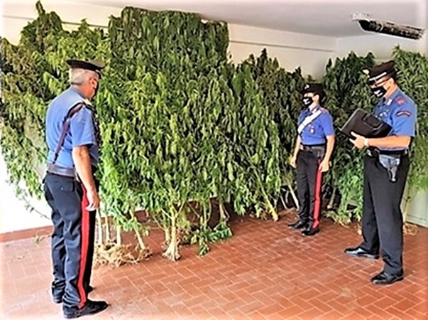 E’ un 62enne il proprietario del terreno dove si trova una piantagione di marijuana a Levanto