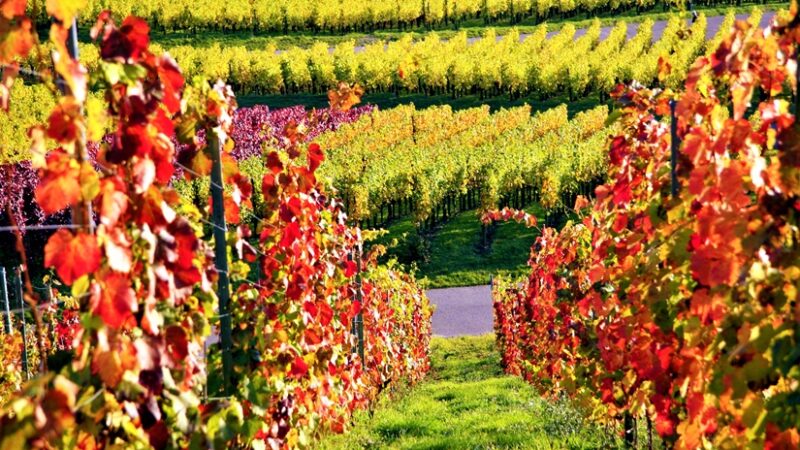 Vendemmia in Liguria. Le previsioni sono ottimistiche +15%, testa a testa con la Francia