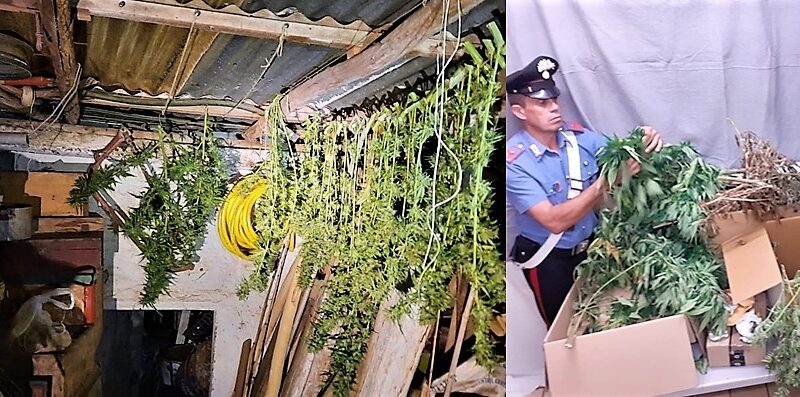 48enne di Albisola Superiore beccato con una piantagione di marijuana, arrestato