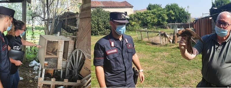 58enne denunciato da Carabinieri Forestale di Alessandria per la cattura di due falchi protetti