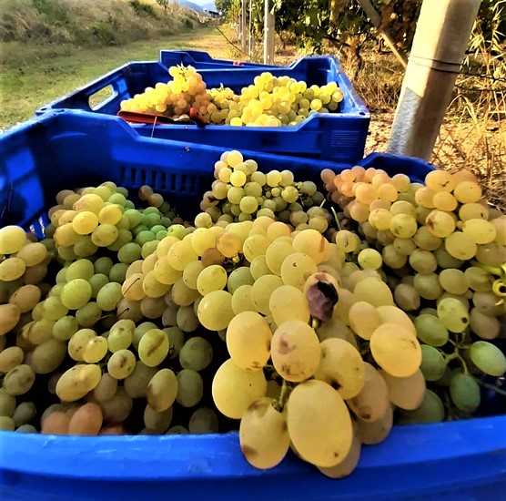 Vendemmia nel savonese. Produzione in aumento e la Cia presenta alcune richieste alla Regione