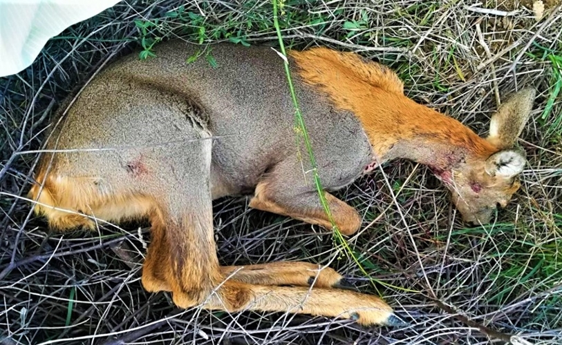 Animalisti savonesi furibondi: femmina di capriolo sbranata da un cane a Celle Ligure rimasta senza soccorso