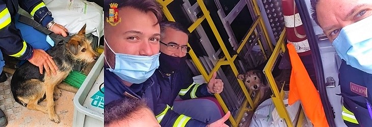 La storia di Thommy cane smarrito il 2 dicembre e ritrovato in autostrada dalla Polizia