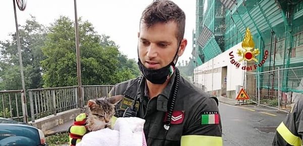 Vigili del fuoco salvano un gattino caduto in una intercapedine a Begato