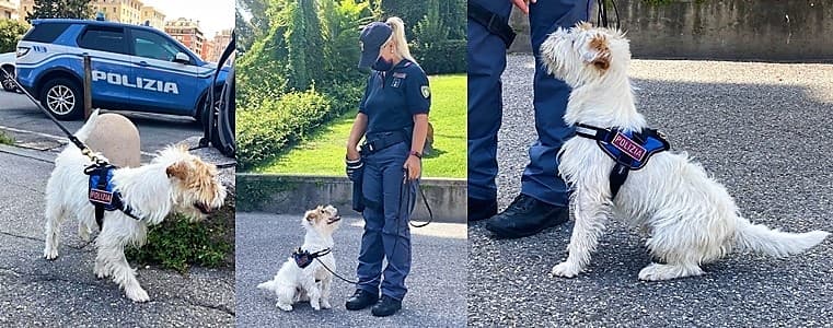 Genova brevi. Furto di bici e Leone nuovo cane antidroga