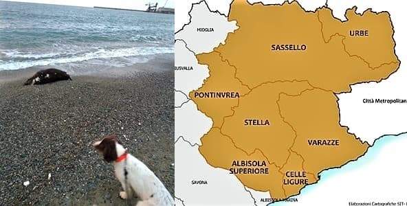 Trovato cinghiale morto sulla spiaggia di Albissola, analisi peste suina