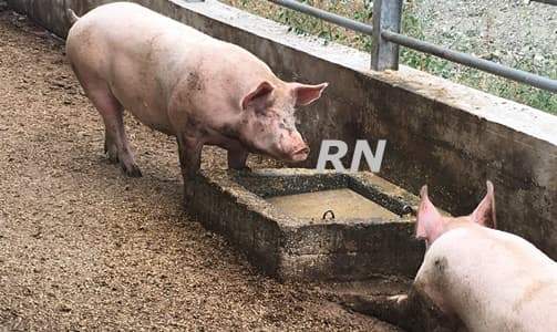 Comunità del Parco del Beigua alle prese con la peste suina