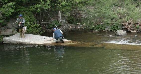 Liguria, cambia la legge regionale sulla pesca nelle acque interne