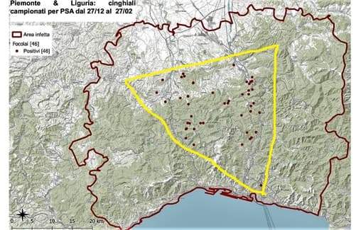 Quattro nuovi casi di peste suina, 1 in Liguria e 3 in Piemonte