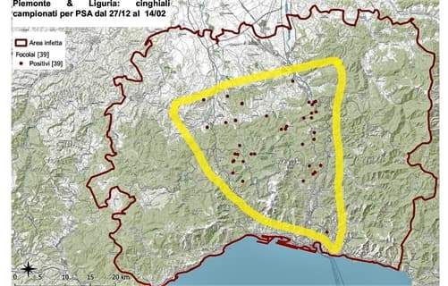 Peste suina africana tre nuove positività, 39 tra Piemonte e Liguria