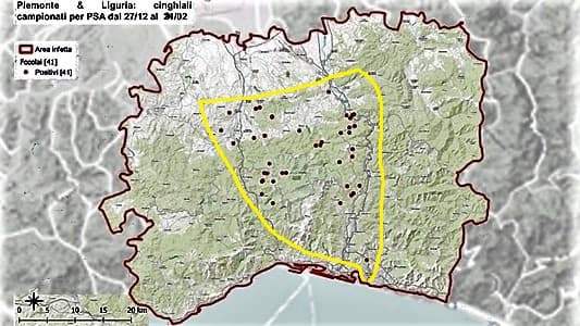 Fermare la peste suina potrebbe costare 150 milioni per una recinzione di 250 km