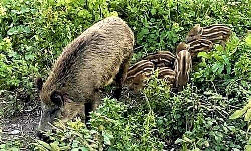 Peste suina e cinghiali a Genova, animalisti chiedono un confronto