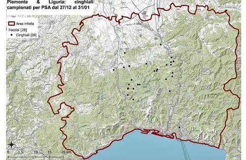 Peste suina, cosa chiedono in Piemonte: abbattimenti, macellazioni, ristori