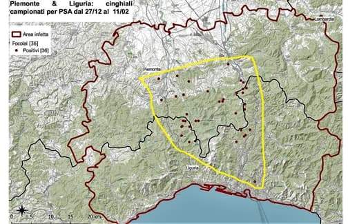 Peste suina, 19° caso positivo in Liguria a Campomorone