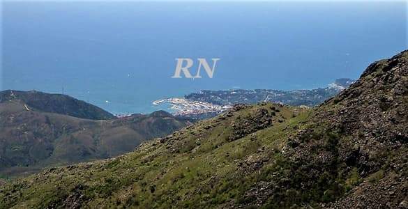 Trovato un cinghiale morto sulla spiaggia di Varazze