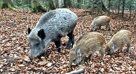 Metodi ecologici contro peste suina, Buschiazzo “No, niente più cinghiali niente più virus”