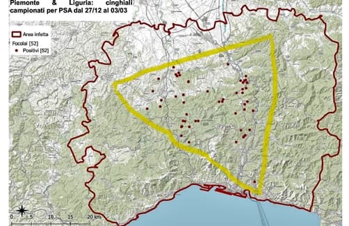 Peste suina nuovo contagio, divieti in 114 Comuni ma i casi solo in 20