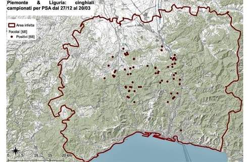 Peste suina, scoperto il 68° caso positivo, salgono a 23 i Comuni contagiati