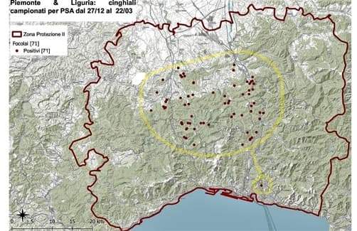 Peste suina africana, aggiornamento nuovi contagi Liguria e Piemonte