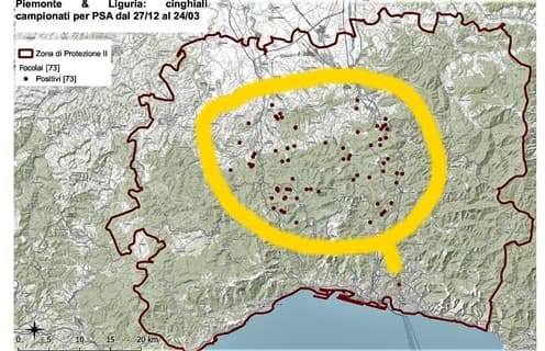 Peste suina africana 2 nuovi casi in Liguria, 32 Liguria e 41 Piemonte