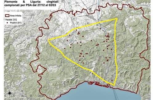 Cinque nuovi casi di Peste suina africana, 2 Liguria e 3 Piemonte