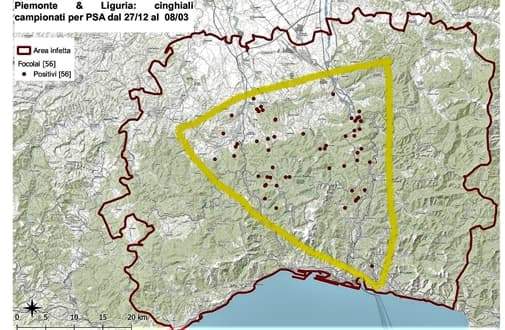 Nuovi casi di Peste suina, audizione in Regione di tre associazioni