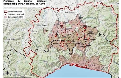 Altri tre casi in Liguria di peste suina africana, totale 94