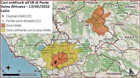 Peste suina: 3° caso a Cassinelle, il 1° a Serra Riccò, Lazio 27 casi e 1 focolaio suino