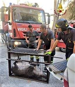 Cinghiale 2 soccorso dai Vigili del Fuoco Genova