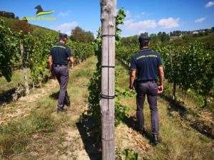 Asti 1 lavoro sommerso nei vigneti astigiani