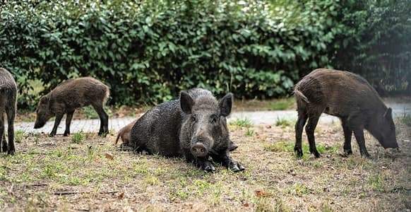 Peste suina, i cinghiali sono 2.3 milioni. Liguria più gravata dal problema