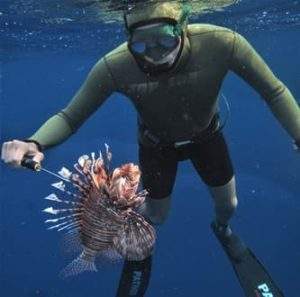 Mar mediterraneo Pterois_miles__foto_E_Azzurro_2