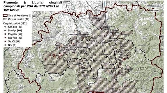 Tre nuovi casi di peste suina, 192 tra Liguria e Piemonte