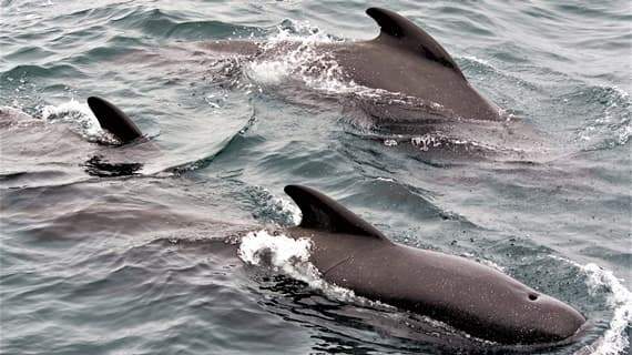 Santuario Pelagos per la protezione dei mammiferi marini promosso da 136 comuni