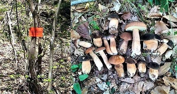 Caos funghi, Consorzio Sassello sospende la vendita dei tesserini per la raccolta