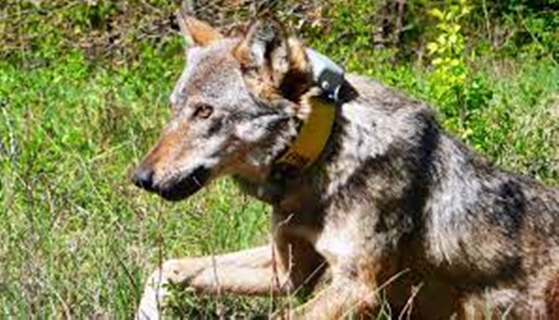 Uccisione lupo “Ventura” a Sassello, nuovi particolari. Oggi l’autopsia