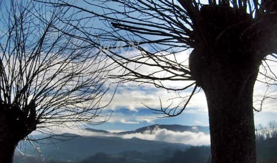 Sassello ucciso un lupo alla Maddalena con una fucilata