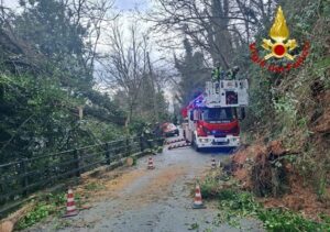 Genova Sestri Ponente caduta albero 1