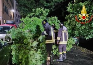 Caduta albero in via Carso a Genova 1