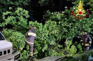 Caduta albero in via Carso a Genova 2