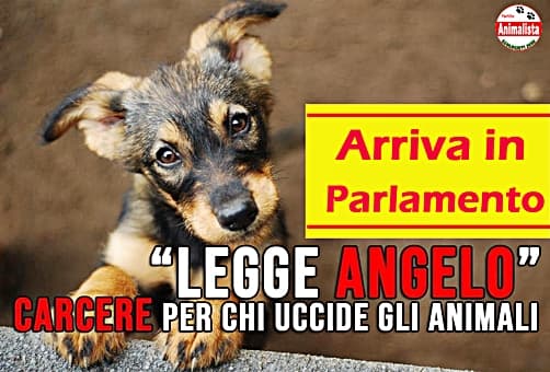 Proposta di legge “Carcere per chi uccide Animali”, 60 mila firme raccolte