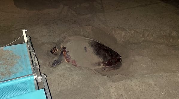 Tartaruga marina Caretta scava e depone le uova ai bagni tra gli ombrelloni