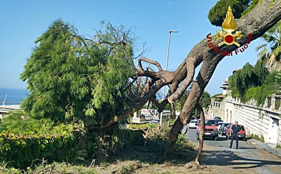 Cade un albero nella zona di Castelletto a Genova