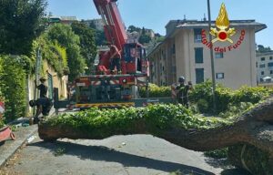 Genova cade un albero 2