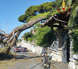 Genova cade un albero 3