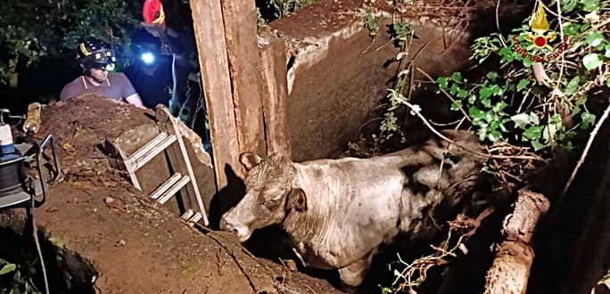 Salvata Demetra la mucca caduta nella cisterna a Sestri Ponente – VIDEO