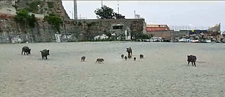 Savona cinghiali sulla spiaggia del Prolungamento, 4 grandi e 8 piccoli – VIDEO